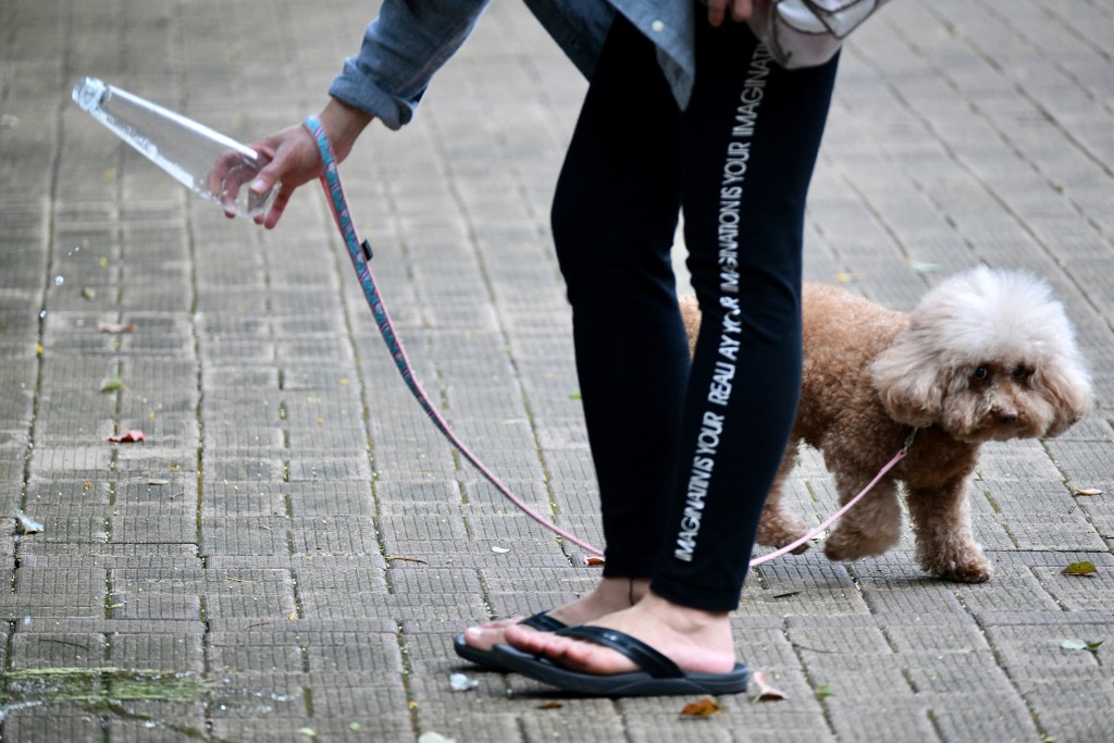 貴賓犬是常見剪尾的品種。(資料圖片)