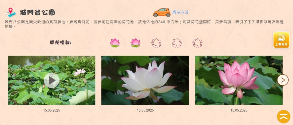 踏入5月中,薄汗微發之時,又開啟了荷塘旺季。「康文賞花情報」截圖 踏入5月中,薄汗微發之時,又開啟了荷塘旺季。「康文賞花情報」截圖