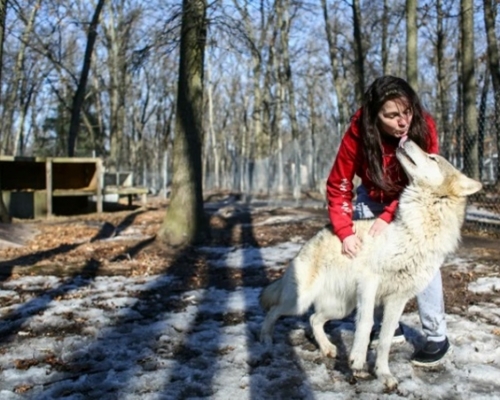 祖母皮爾森涉非法飼養狼犬。AP圖