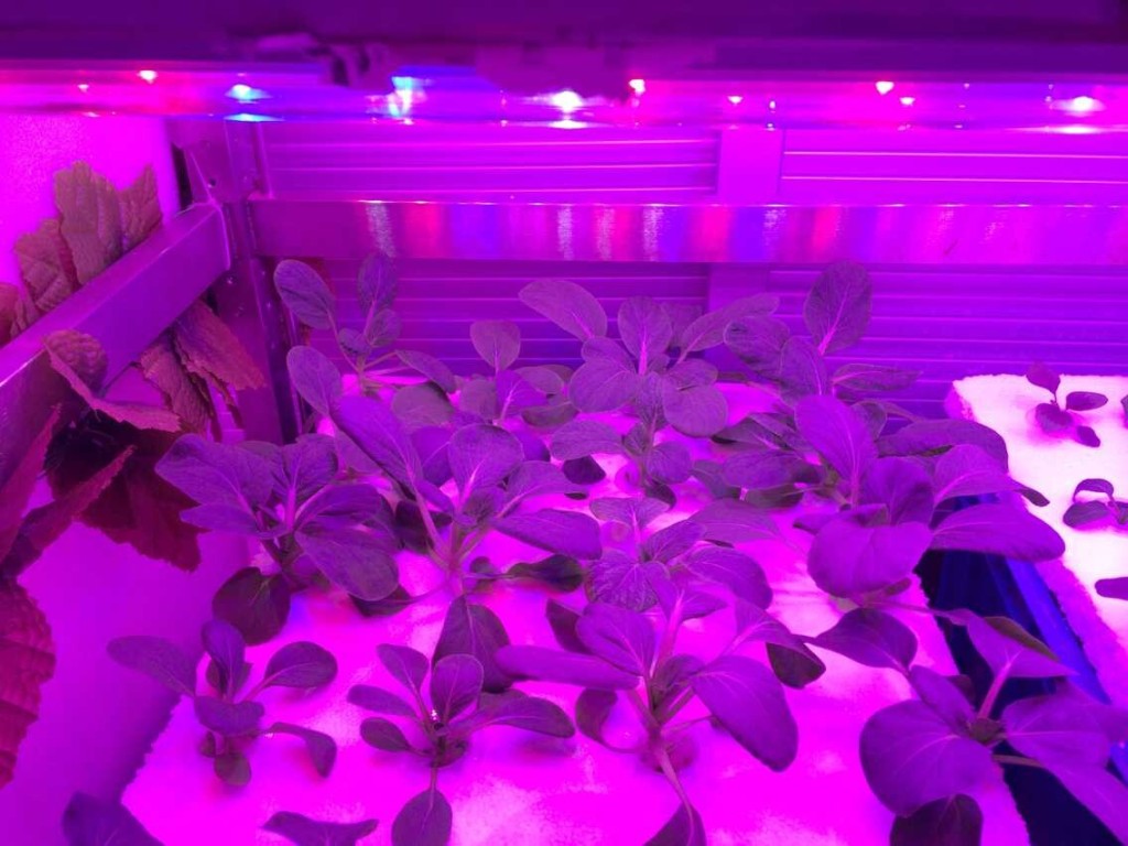 植物補光燈常見於溫室。網圖