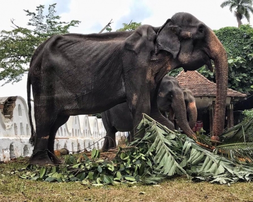 70歲的大象Tikiiri骨瘦如柴。 Save Elephant Foundation圖
