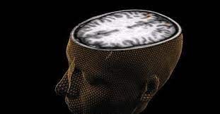 人脑过去数十年平均尺寸增大。路透社