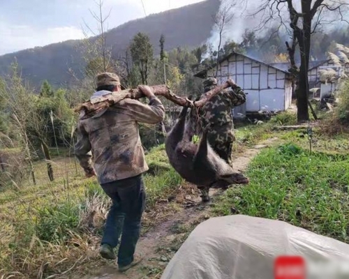專業捕殺隊2日半只殺了8隻野豬。互聯網圖片