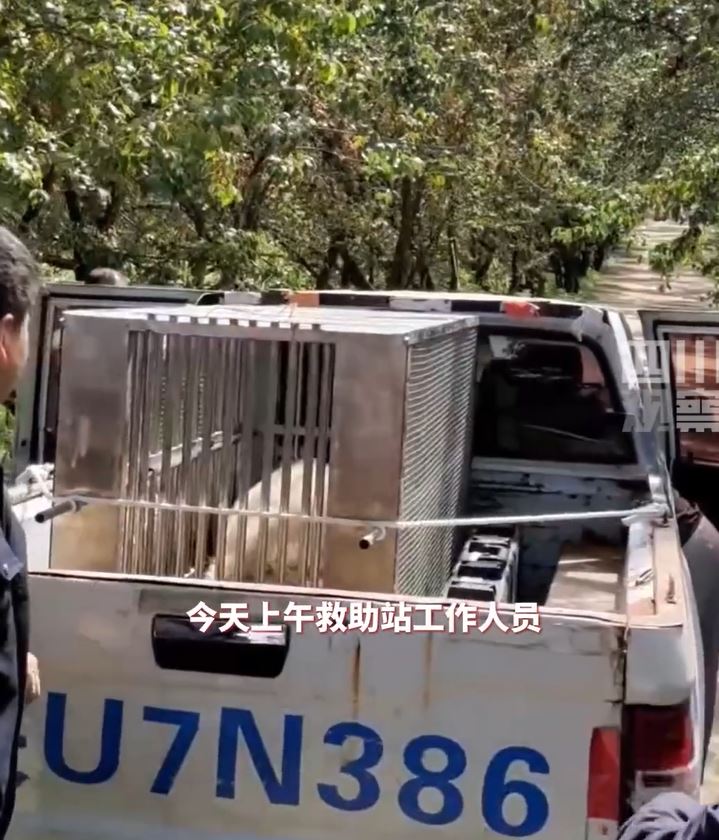 野生大熊貓被當局人員接走。