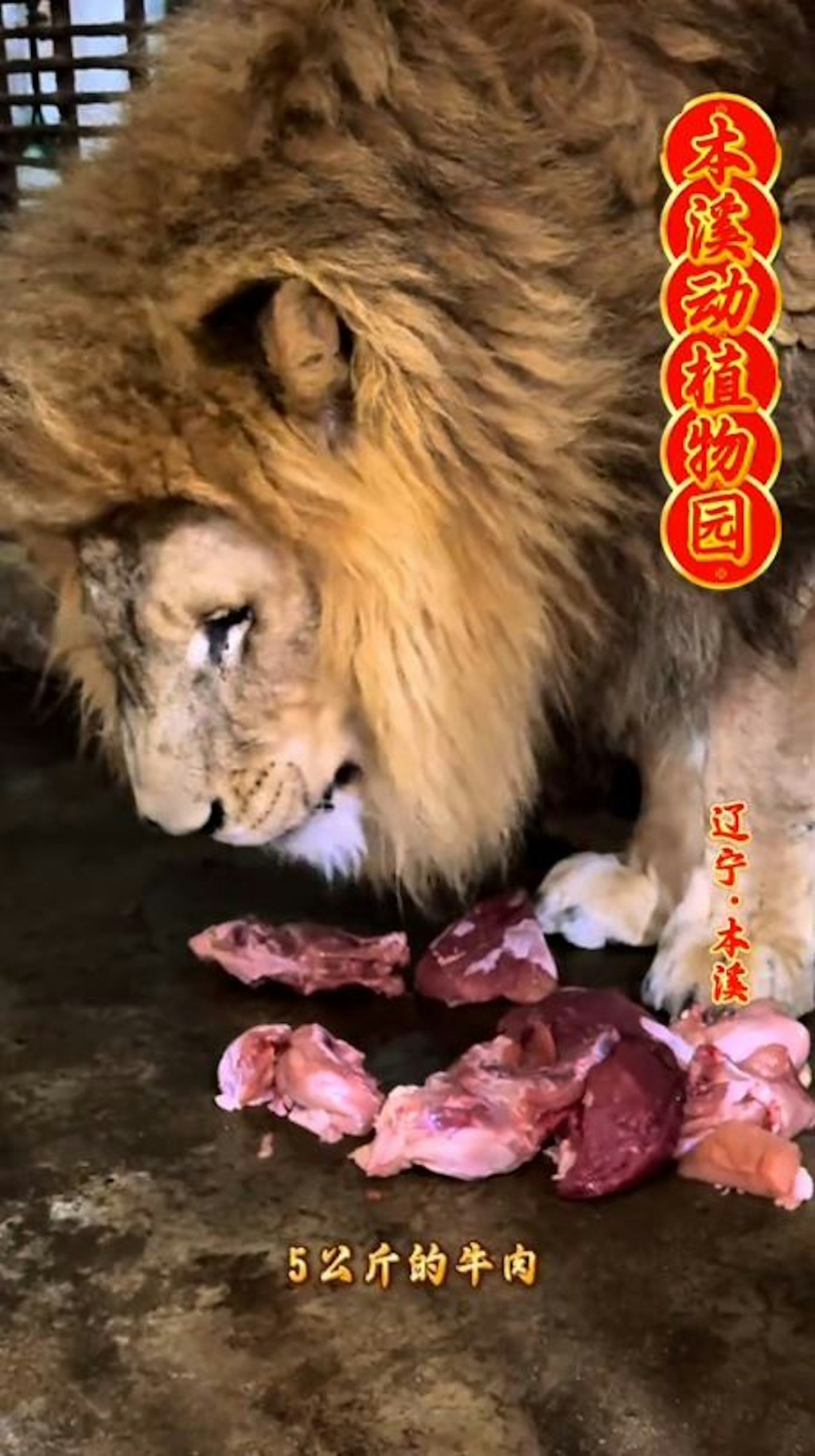 「大毛」因伴侶老死,絕食暴瘦,目前已恢復飲食。 「大毛」因伴侶老死,絕食暴瘦,目前已恢復飲食。