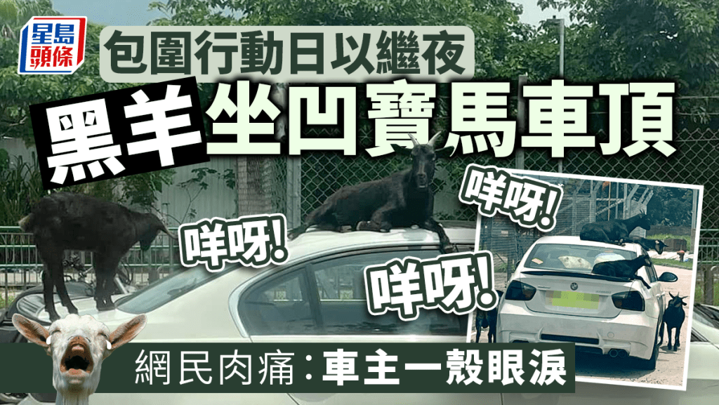 網民不時報料指香港多區發現羊蹤，近日更出現羊群包圍白色寶馬情況，寶馬車頭甚至慘遭坐凹。