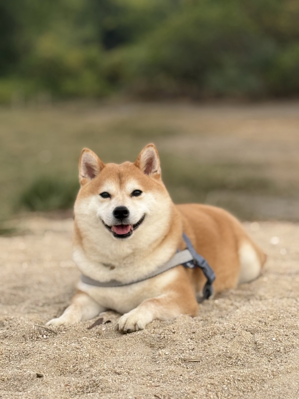 何偉豪的未婚妻Kiki今日(2日)在社交平台向公眾透露,他們的愛犬「多豬」已離世。 何偉豪的未婚妻Kiki今日(2日)在社交平台向公眾透露,他們的愛犬「多豬」已離世。