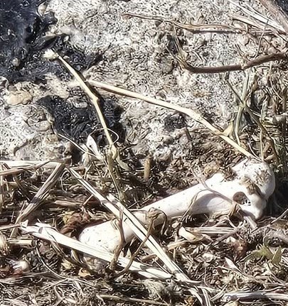 facebook截圖（資料來源：Patty Lee＠facebook將軍澳主場）