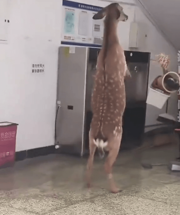 宿管阿姨掃把驅趕,惡鹿雙腳站「還拖」。 宿管阿姨掃把驅趕,惡鹿雙腳站「還拖」。