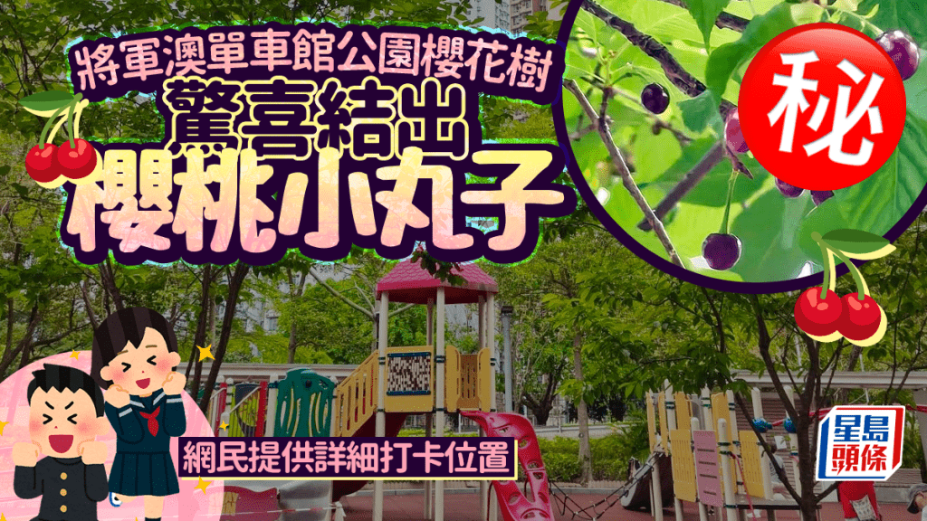 將軍澳單車館公園櫻花樹 驚喜結出櫻桃小丸子 網民提供詳細打卡位置｜Juicy叮