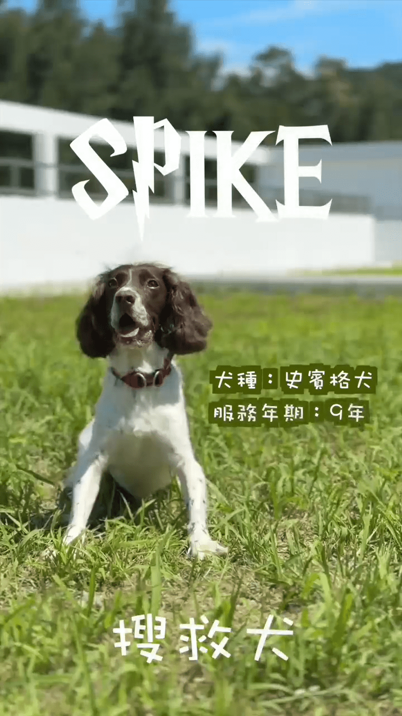 消防處搜救犬Spike。