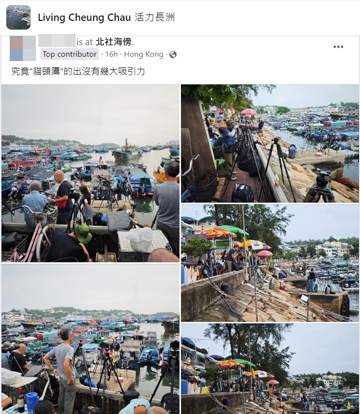 樓主：究竟「貓頭鷹」的出沒有幾大吸引力。fb「活力長洲」截圖