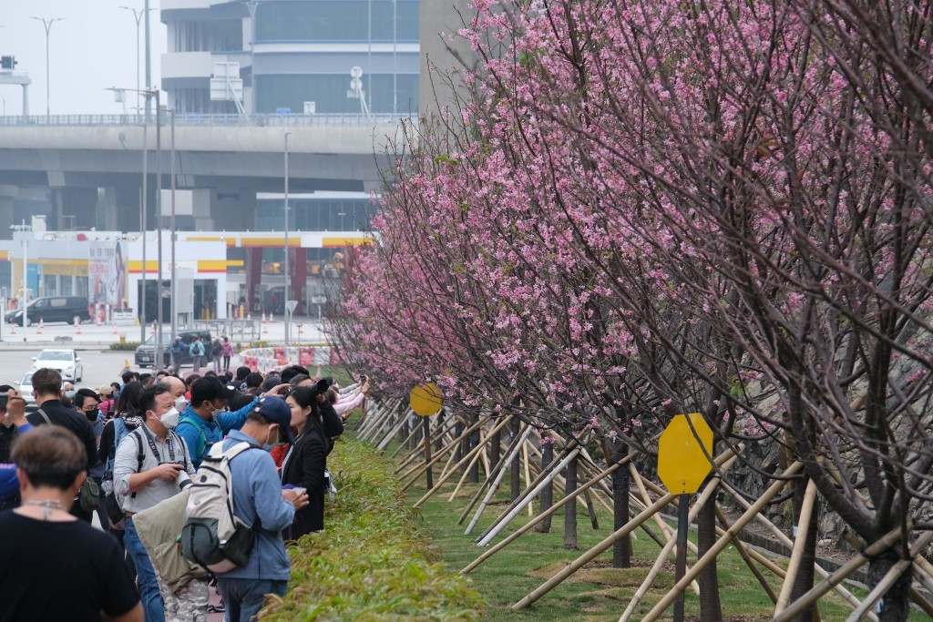 市民在樱花树下观赏。网图