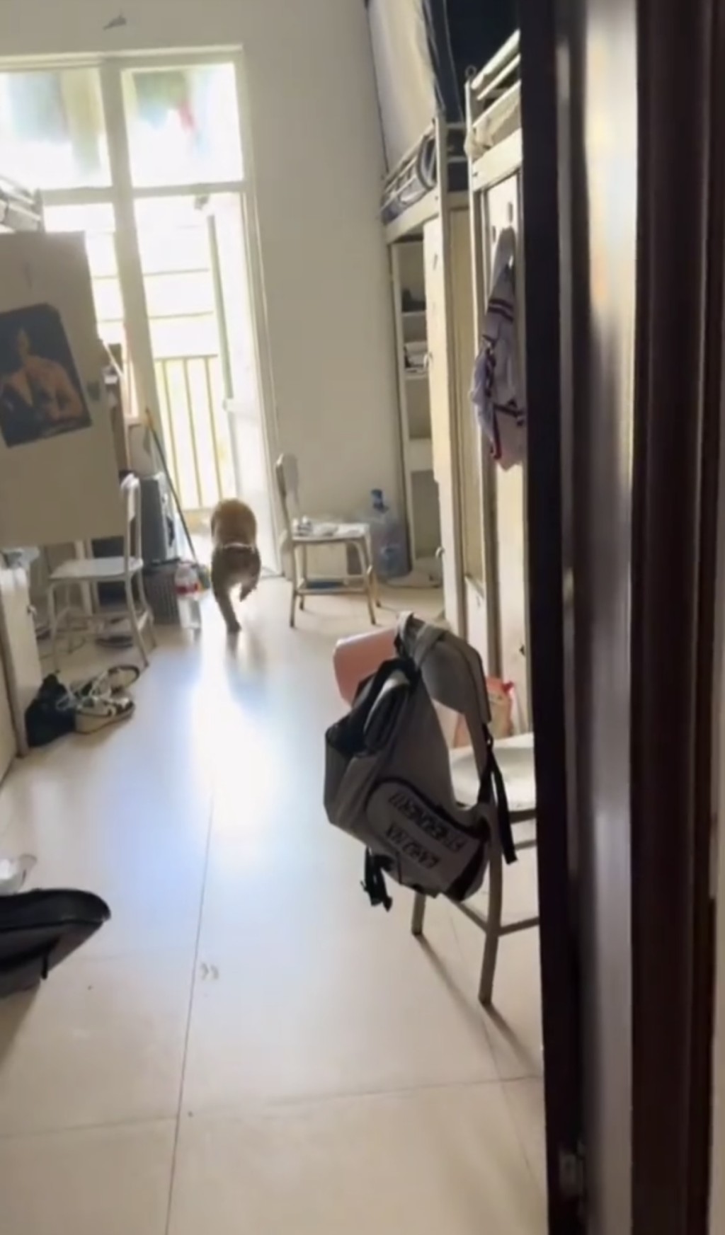 猴子闖入貴州大學宿舍。抖音@煙雨江南秋