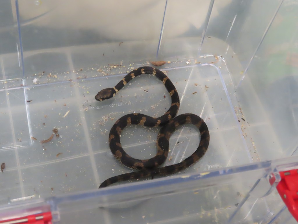 其中一条检获的活蛇。海关图片