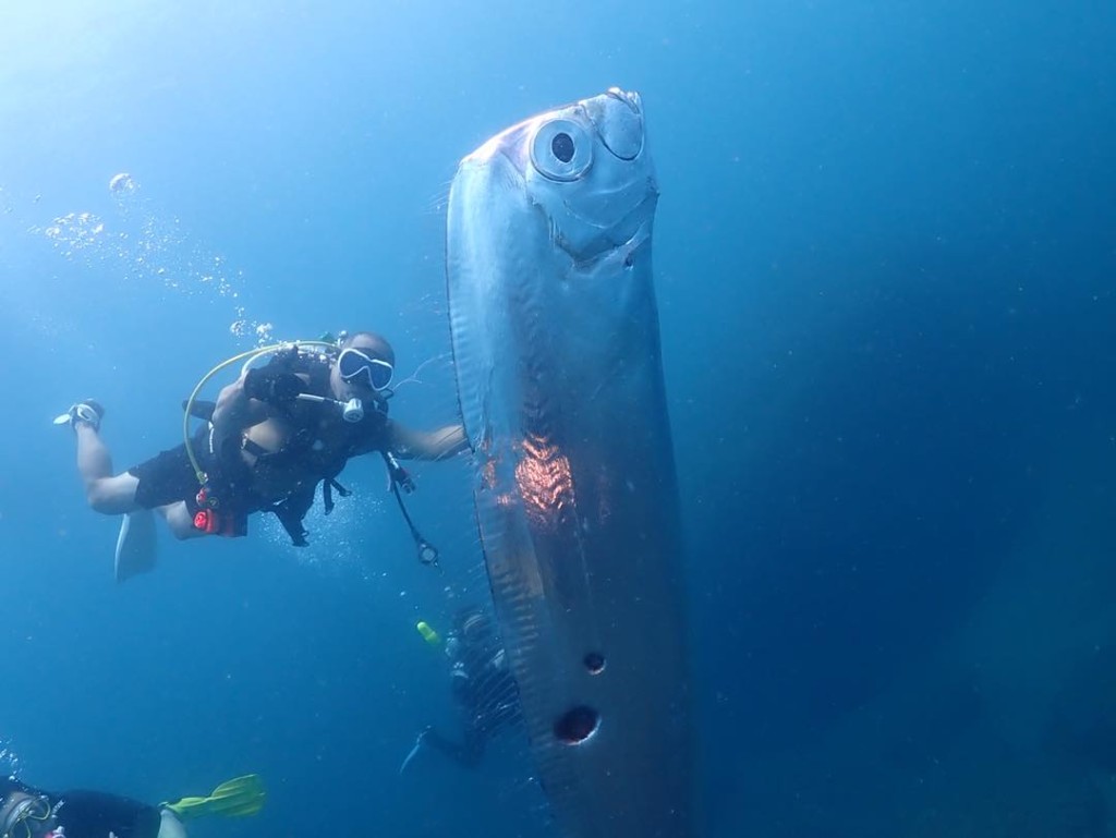  台湾潜水员汪承儒，在东北角浅海发现「地震鱼」 。  汪承儒Facebook截图