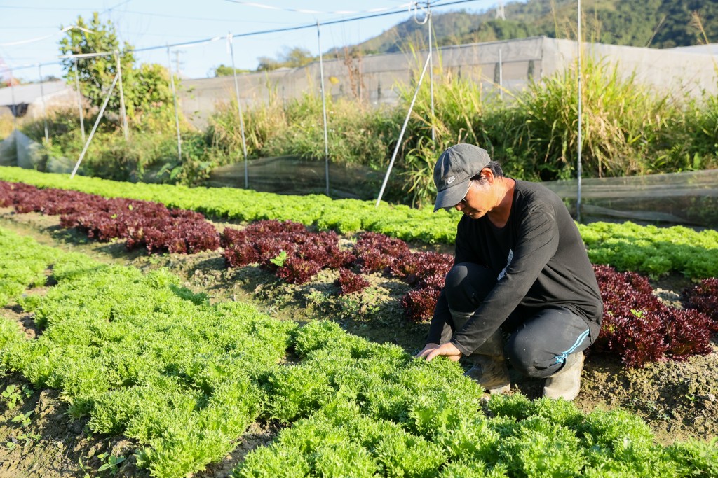 鴻日農莊順應節氣,以環境友善的耕作方法種植。 鴻日農莊順應節氣,以環境友善的耕作方法種植。