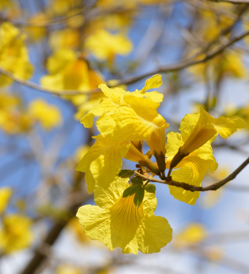 古物园两旁的黄花风铃木为其中一个美化项目。（图片来源：FB @ Helen Li 提供）