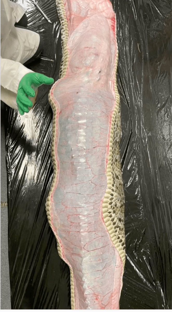 科学家剖开5公尺巨蟒，拖出一条完整鳄鱼。