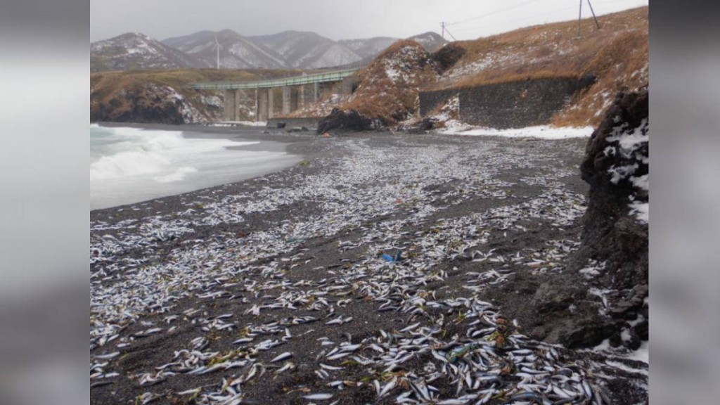 整個海岸線幾乎都被沙甸魚覆蓋，範圍達900米。網上圖片