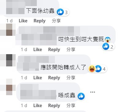 網民指幼蟲開始轉成蟲。fb「香港滅蟲關注組」截圖