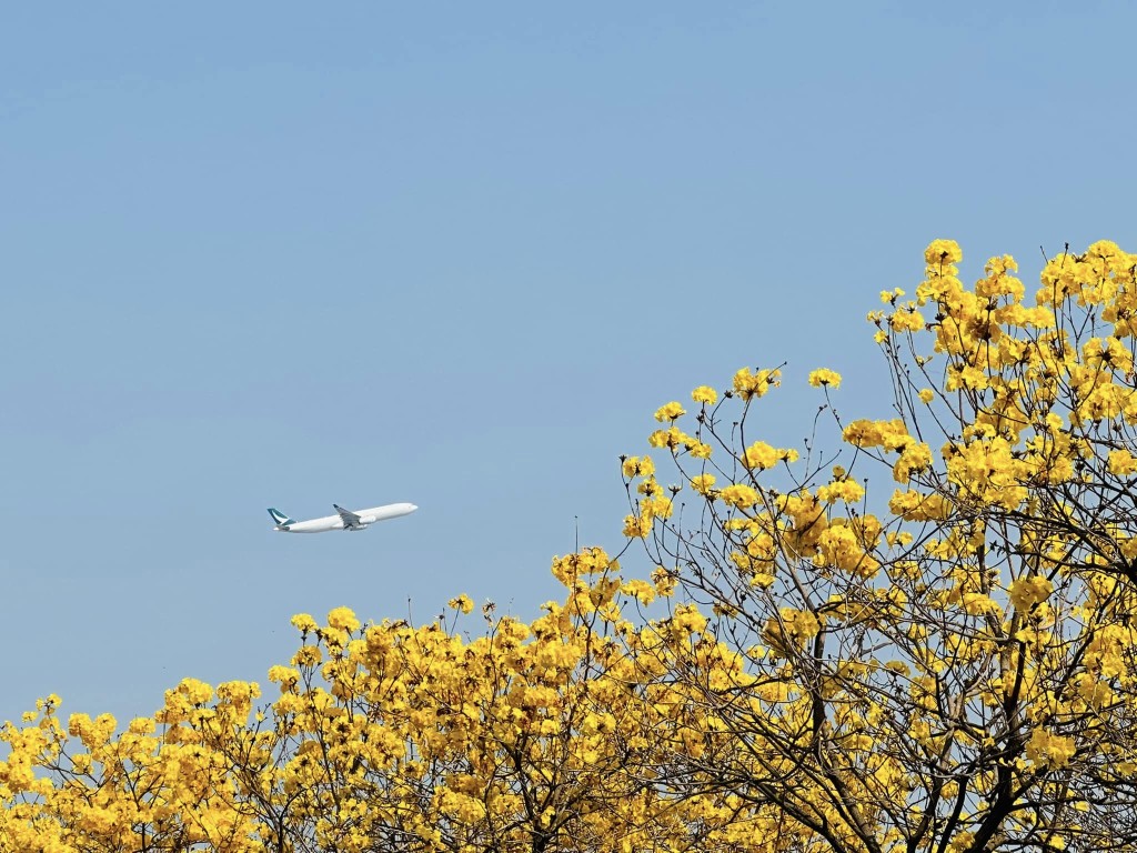 春風輕拂，小風鈴綴滿枝頭在機場旁對旅人響起殷切叮嚀。圖片授權Winnie Lam