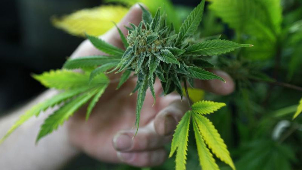 泰國正式將大麻從毒品名單中剔除。