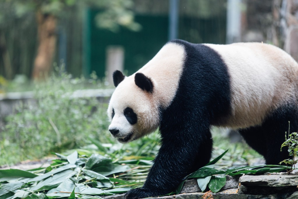 大熊貓安安抵港後情況。海洋公園提供圖片