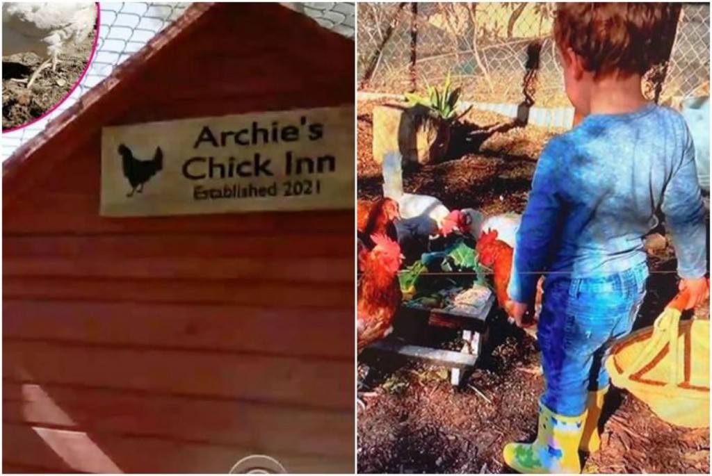 阿奇在鸡舍“ARCHIE CHICK INN”养鸡。 Archwell