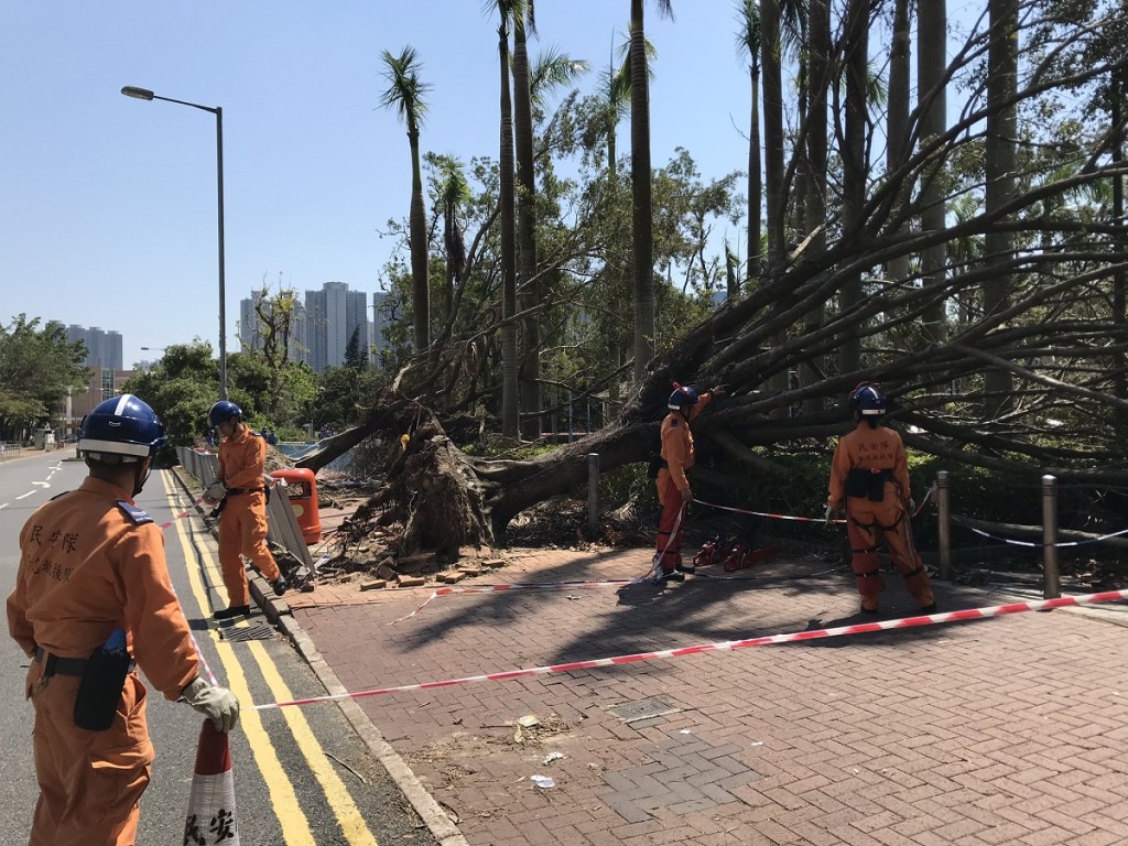 民安隊隊員在清理路面之前先將塌樹範圍圍封。政府新聞處圖片
