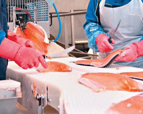 三文魚砧板樣本檢測出病毒。資料圖片