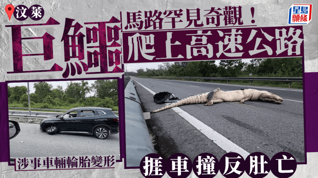 罕見奪命車禍｜巨鱷爬上公路遭撞斃照瘋傳 網民驚愕：竟有大型動物出沒？