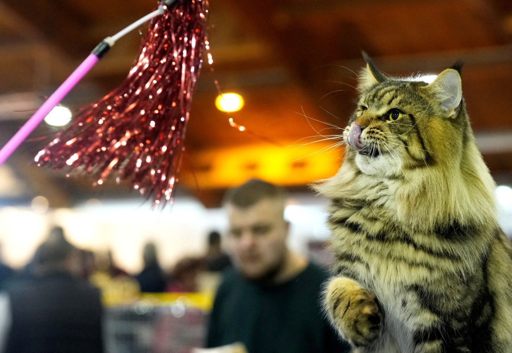 貓咪個性總是讓人捉摸不定。路透社