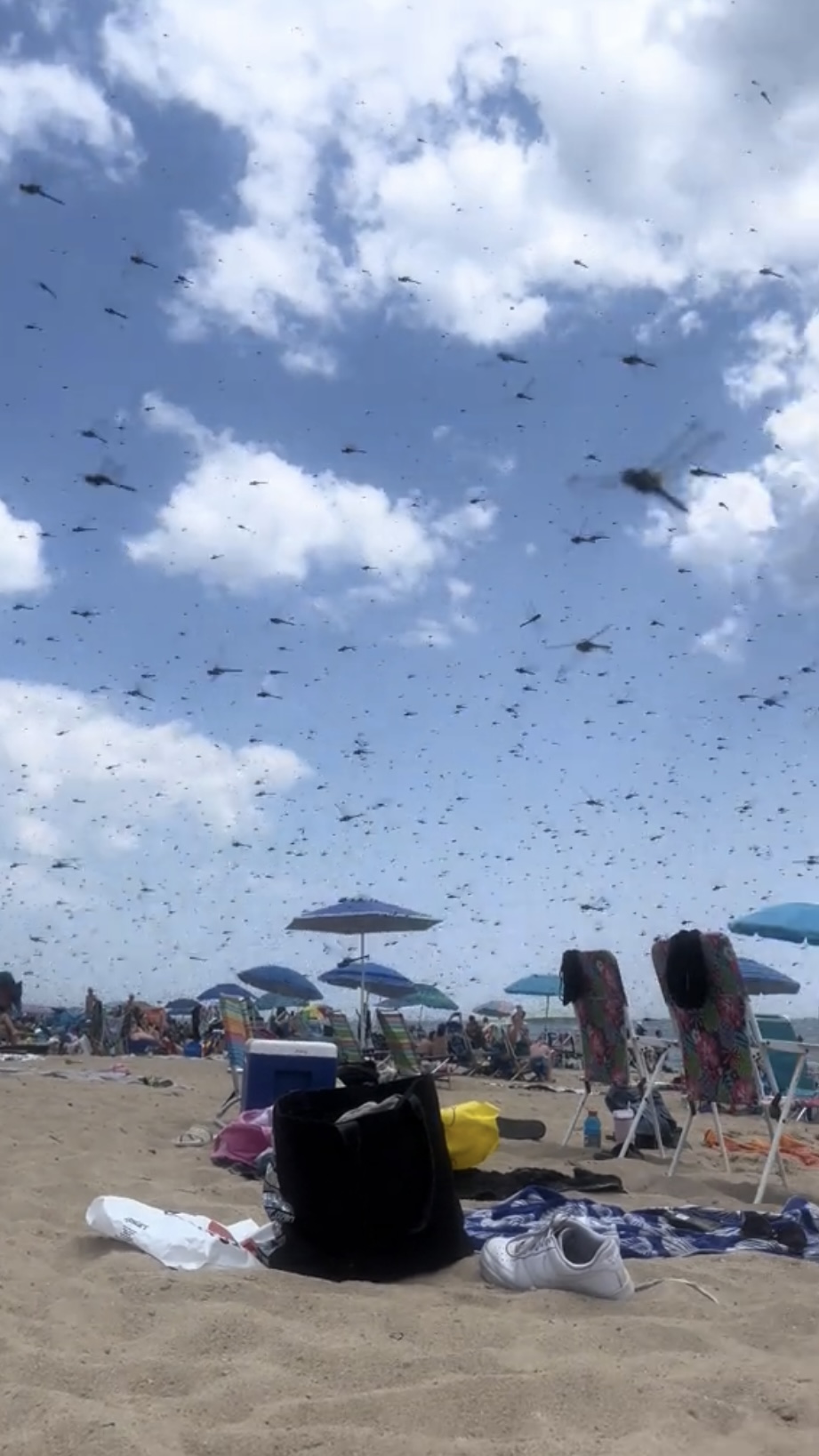蜻蜓大軍突襲羅德島海灘。