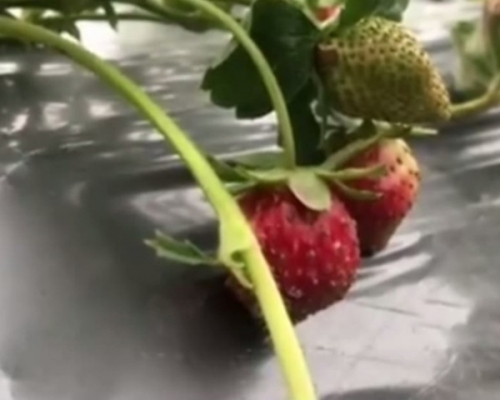 到果园采摘的家长和小孩，有人不经洗涤就直接把士多啤梨放入口吃，另有家长表示担忧。 网上图片