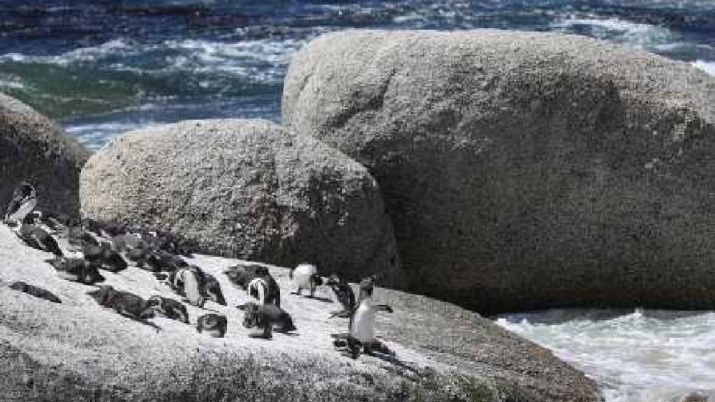 非洲企鵝。新華社 非洲企鵝。新華社