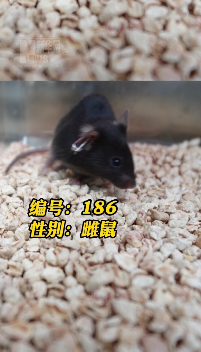 神舟二十一號「四鼠」。 新華網 神舟二十一號「四鼠」。 新華網