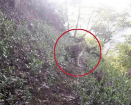 杭州野生動物世界疑有金錢豹逃出。影片截圖