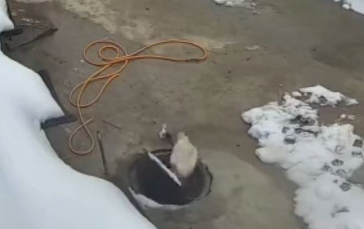 大鵝在家中被活動井蓋「吞」入井內。抖音