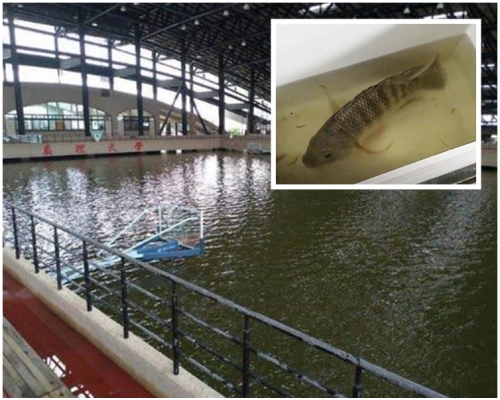 該魚或是被大雨從附近的魚塭或是池塘沖過到場內。網圖