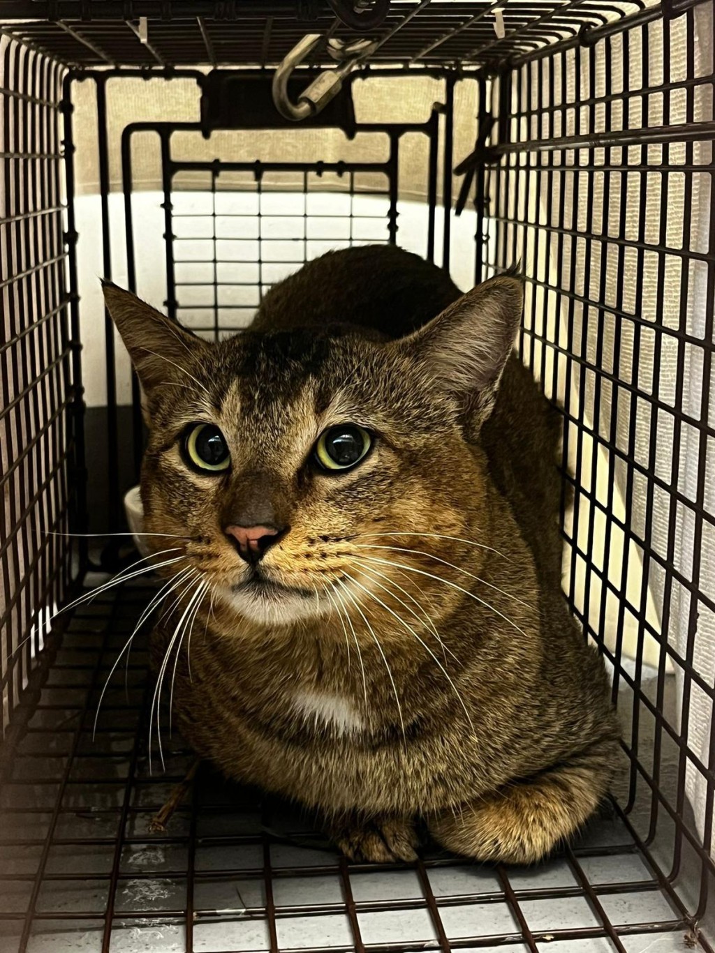 愛協稱貓貓沒有剪耳或晶片，有機會為家養貓。愛協提供