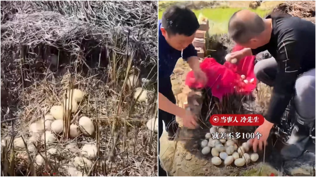 江西九江冷先生一家掃墓清雜草，太嫲墳旁發現近百枚鴨蛋。