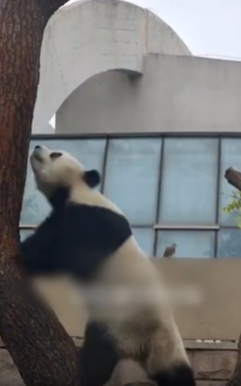 大熊貓「白天」正享受爬樹。