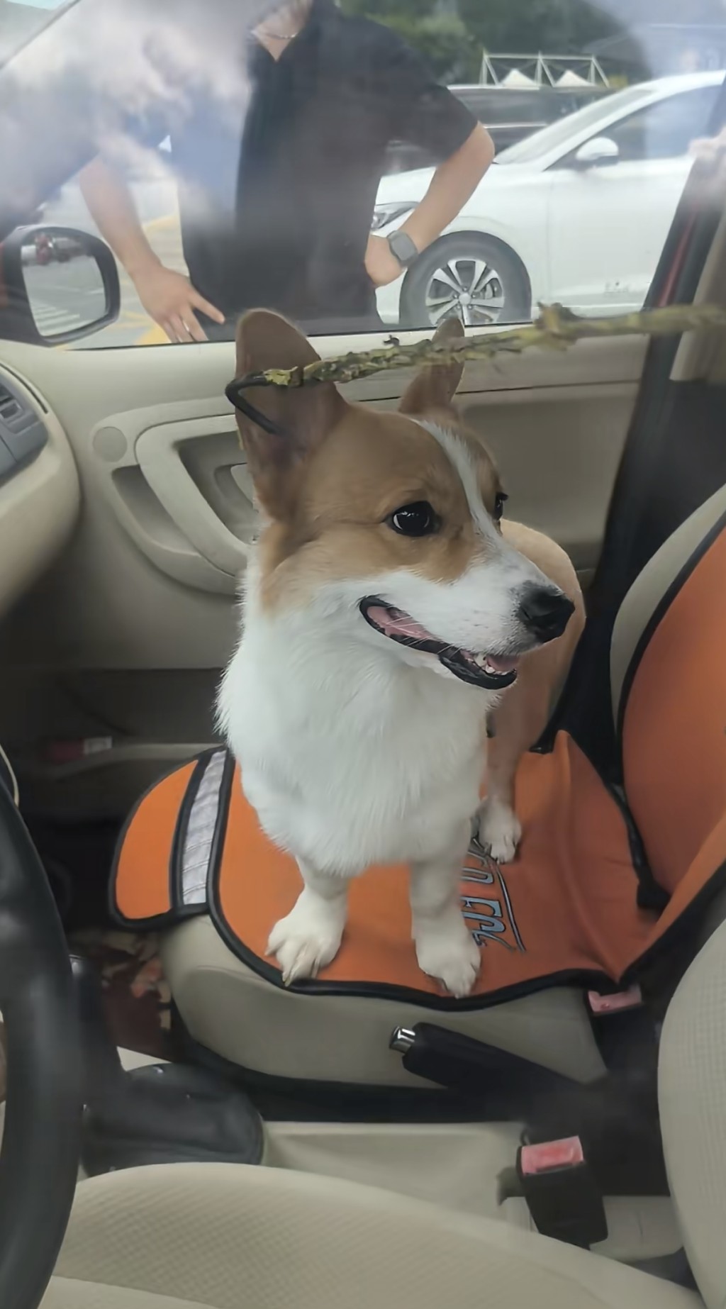 哥基犬誤觸鎖車鍵，將車主一行人困在車外。抖音@Nemo