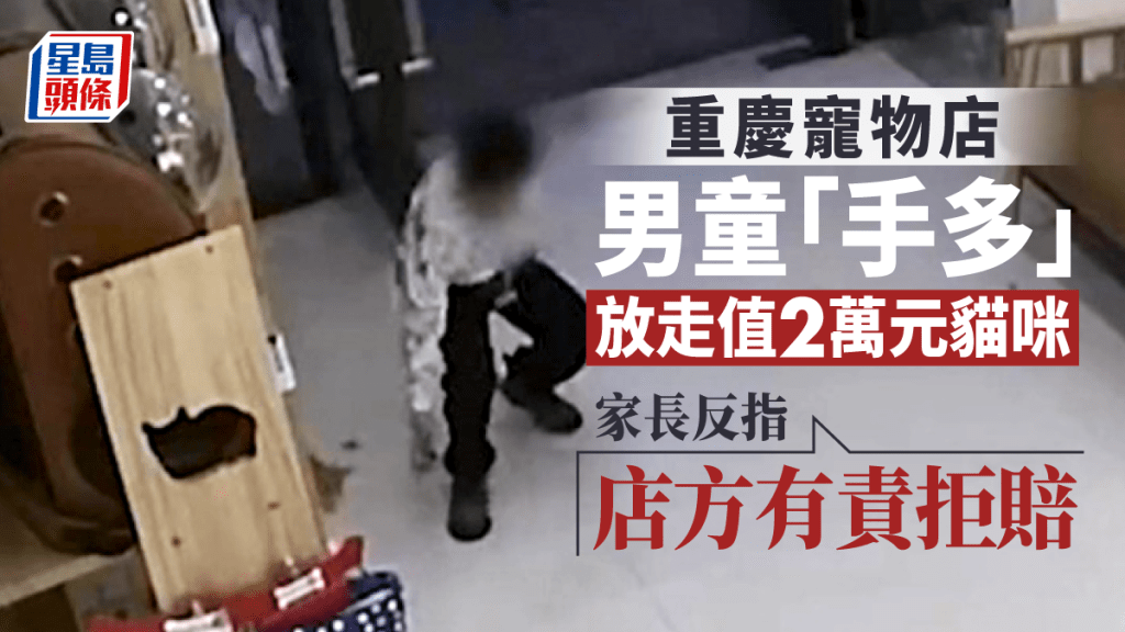 重慶童寵物店「手多」開櫃放走值2萬元貓咪 家長反指店方有責拒賠