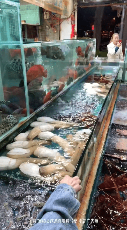 食客可以亲眼看著店员捞海鲜。 