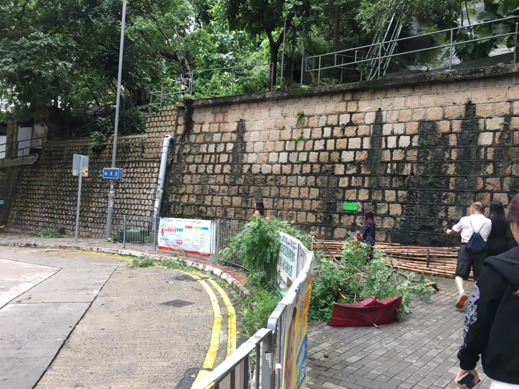 科士街石墙树。
