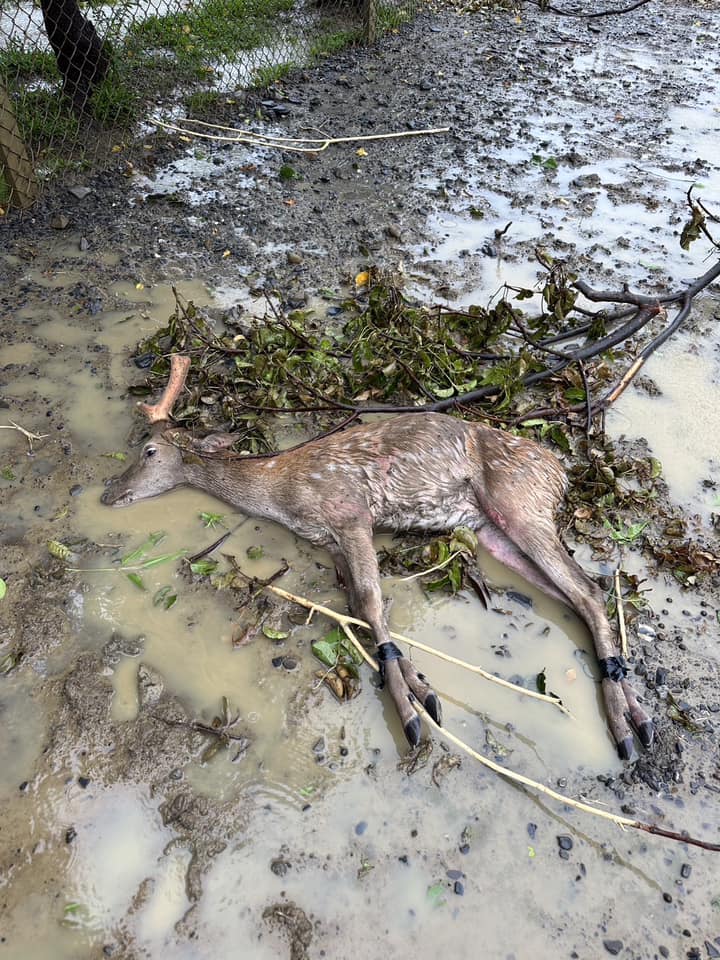 一只公鹿遭困绑四肢丢弃在路边任由风吹雨打。鹿境 Paradise Of Deer facebook