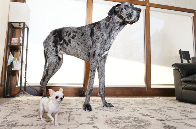 2隻狗狗在家中相會。健力士世界紀錄 2隻狗狗在家中相會。健力士世界紀錄