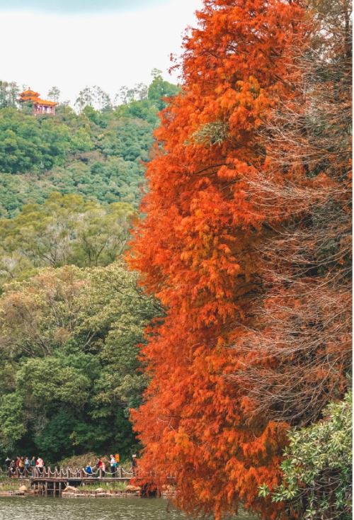 仙湖植物園秋天景色非常宏偉